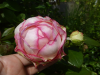 P1450006.webp
