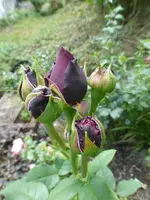P1450020.webp