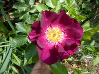 P1450025.webp