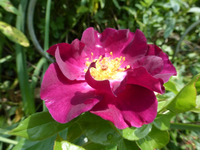 P1450024.webp