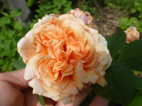 P1450035.webp
