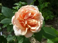 P1450130.webp