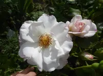 P1450138.webp