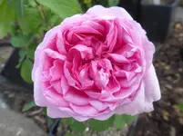 P1450160.webp