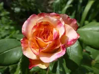 P1450140.webp