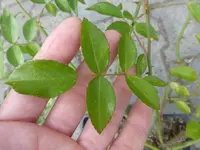 P1450158.webp