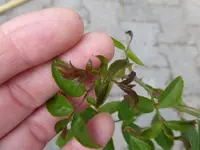 P1450159.webp