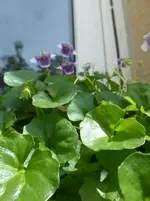 P1450151.webp