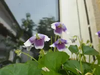 P1450150.webp