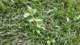 Kriecher1.webp