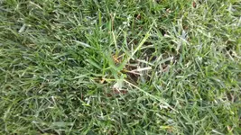 Gras.webp