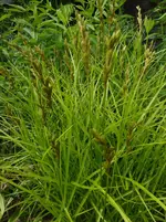 Gras.webp