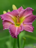 A2713.webp