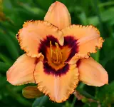 albertirgendwas.webp