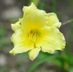 freedomsdauerbrenner.webp