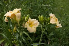 IMG_0594.webp