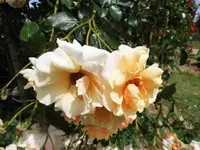 Bilda035.webp