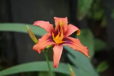 Galaxy Explosion.webp