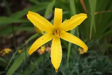 Sunstar.webp