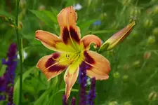 Wind and Wonderful.webp