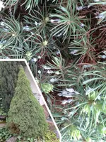 baum.webp