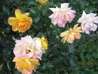 IMG_5384.webp