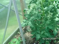 Nonna (2).webp
