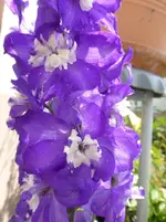 P1450041.webp
