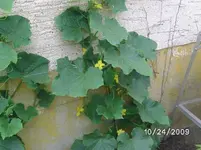 GurkenBlüte.webp