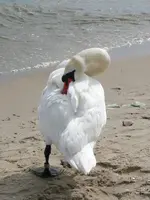 Schwan.webp