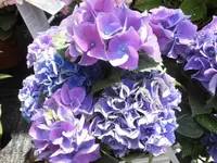 Bilda062.webp
