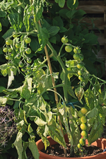 Brillantino_voll mit grünen Früchten_640.webp