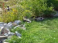 2015-06-28    Viba- Teichanlage (3).webp