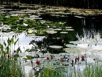 2015-06-28    Viba- Teichanlage.webp