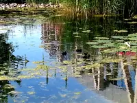 2015-06-28    Viba-Teichanlage.webp