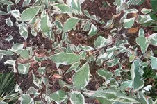 Hartriegel_02.webp
