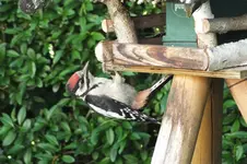 DSCF1691.webp
