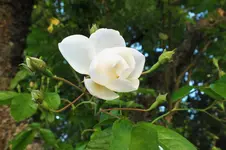 DSCF1724 (2).webp
