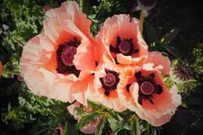 DSCF1716 (2).webp