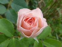 P1450193.webp