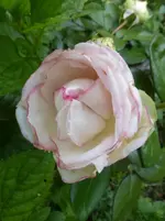P1450209.webp