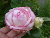 P1450205.webp
