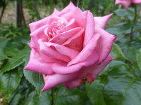 P1450216.webp