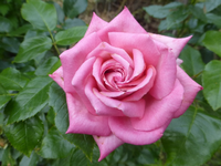 P1450217.webp