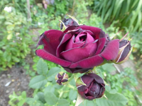 P1450229.webp