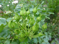 P1450220.webp