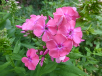 P1450235.webp