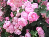 Bilda051.webp