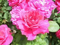 Bilda052.webp