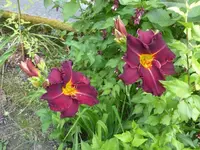 P1450180.webp